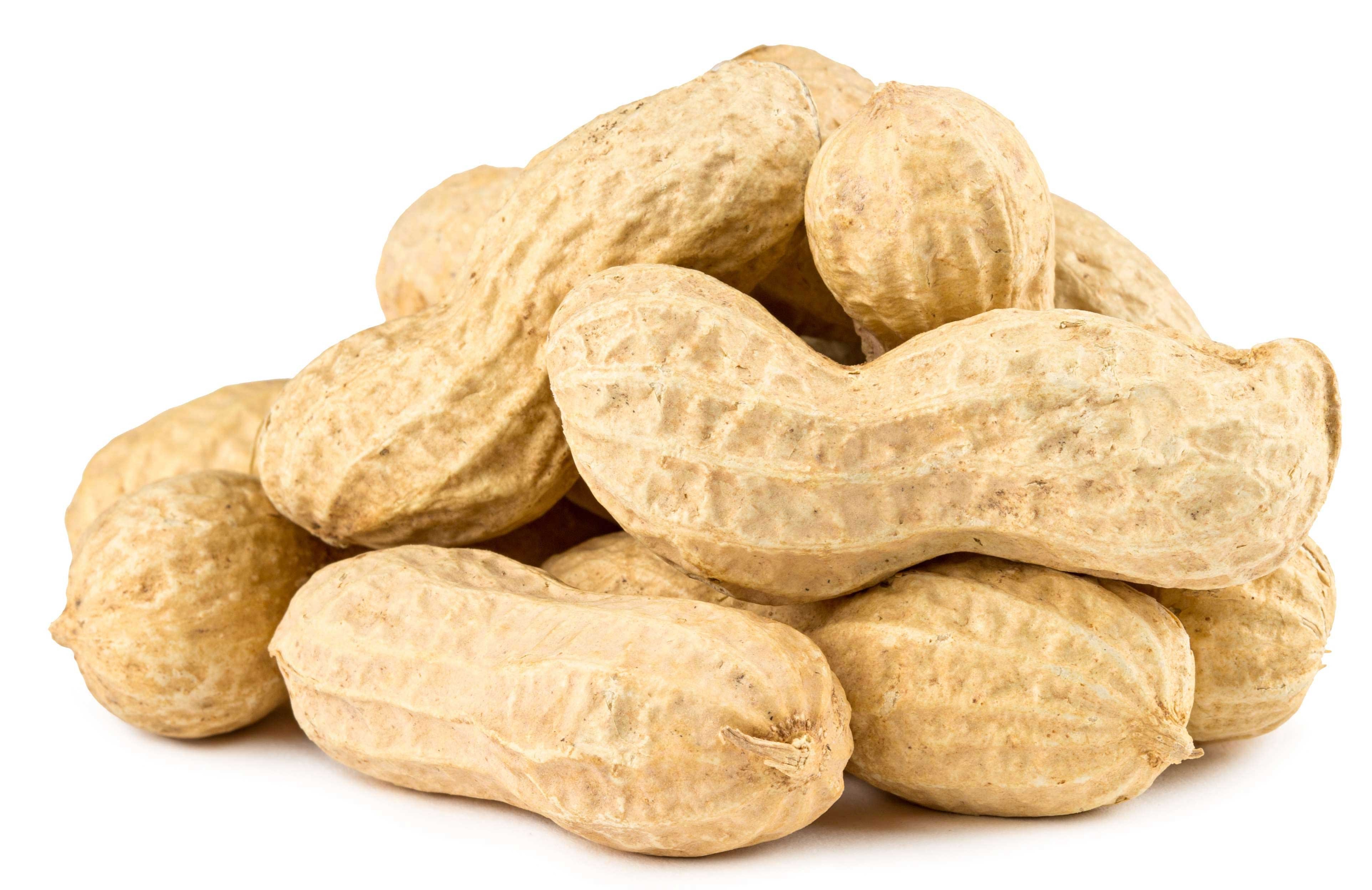 Commodity Roasted Unsalted in Shell Peanut, 25 Pound