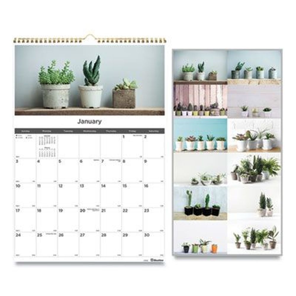 Blueline 12 Month Succulent Plants Photography Wall Calendar, 12 x 17 inch