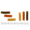 Costa Rotini Rainbow Pasta, 20 Pound.