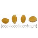 Costa Medium Shell Pasta, 20 Pound.