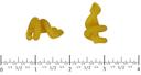 Costa Trotolle Pasta, 10 Pound -- 2 per case