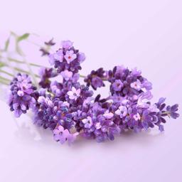 Product thumb gallery 4333569