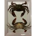 Harbor Seafood Soft Shell Crab, 2.22 Pound -- 4 per case