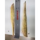 Freshwater Fish Individually Quick Frozen 6-8 Ounce Skin On Walleye Fillet, 11 Pound