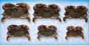 Handy Soft Shell Wild Caught Whale Crab, 4 Ounce -- 36 per case