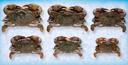 Handy Imported Wild Caught Soft Shell Colossal Crab, 5.0 ounce -- 28 per case