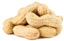 Commodity Roasted Unsalted in Shell Peanut, 25 Pound