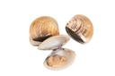 Pana Pesca Whole Shell Clam - 11-16 count per Pound, 1 Pound -- 10 per case.