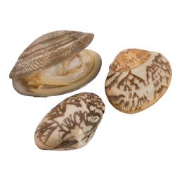 Product thumb gallery 1447721
