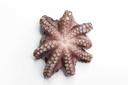 Panapesca Whole Cleaned Flower Octopus, 30 Pound.