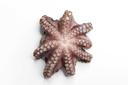 Pana Pesca Pulpo Whole Cleaned 4 to 6 Pound Octopus Flower, 30 Pound.