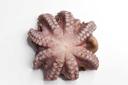 Pana Pesca Whole Flower Pulpo Octopus, 30 Pound.