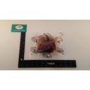 Broadleaf 3 inch Raw Osso Bucco Venison Foreshank, 12 Ounce -- 15 per case