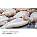 Southern Bay Gold Wild Caught Tubes and Tentacles Squid, 5 to 8 inch.