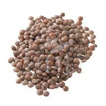 Unfi Organic Brown Lentil Bean, 25 Pound