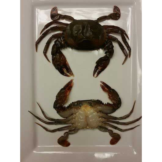 Harbor Seafood Jumbo Soft Shell Crab, 2.24 Pound -- 4 Per Case