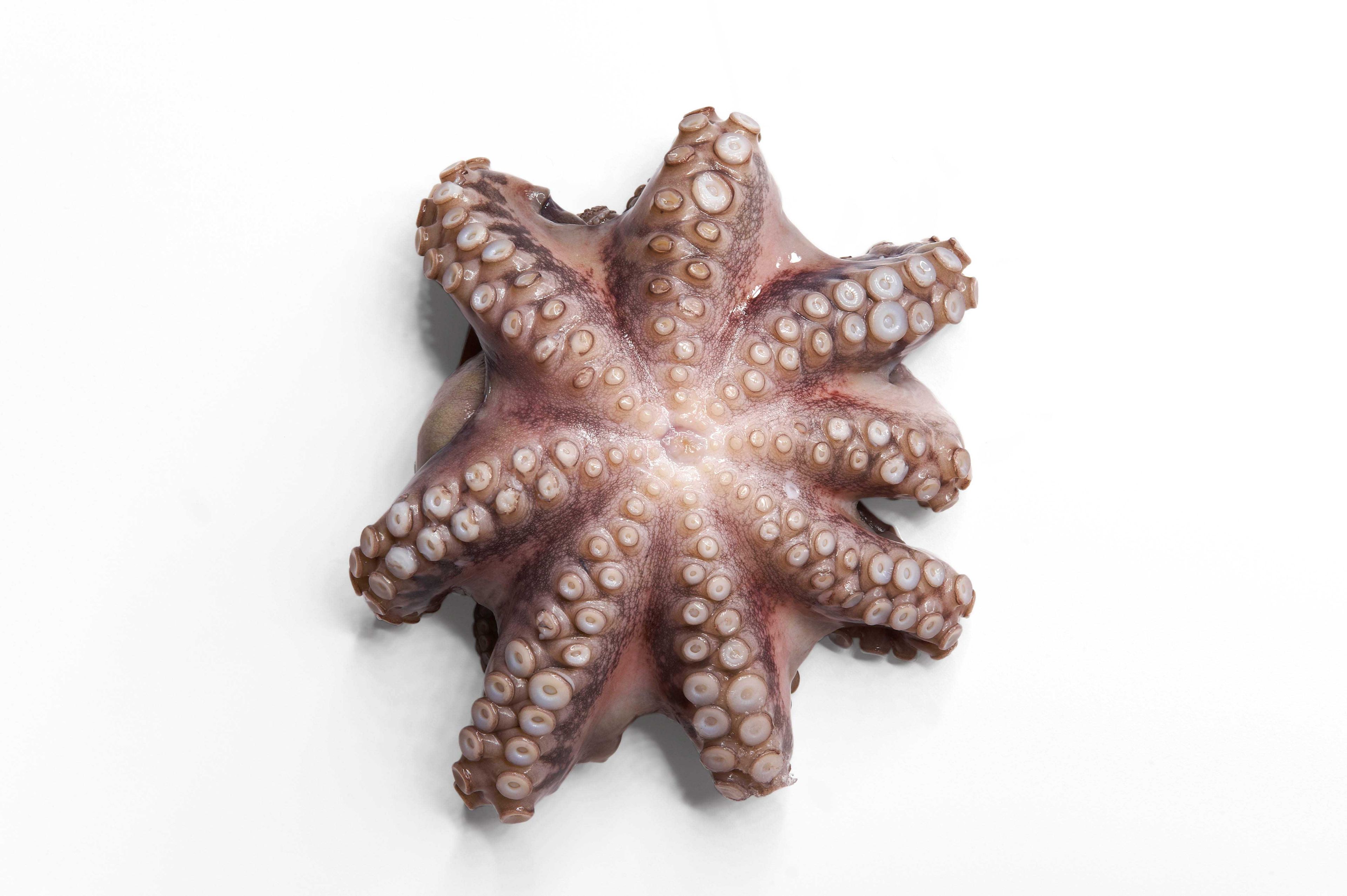 Panapesca Whole Cleaned Flower Octopus, 30 Pound