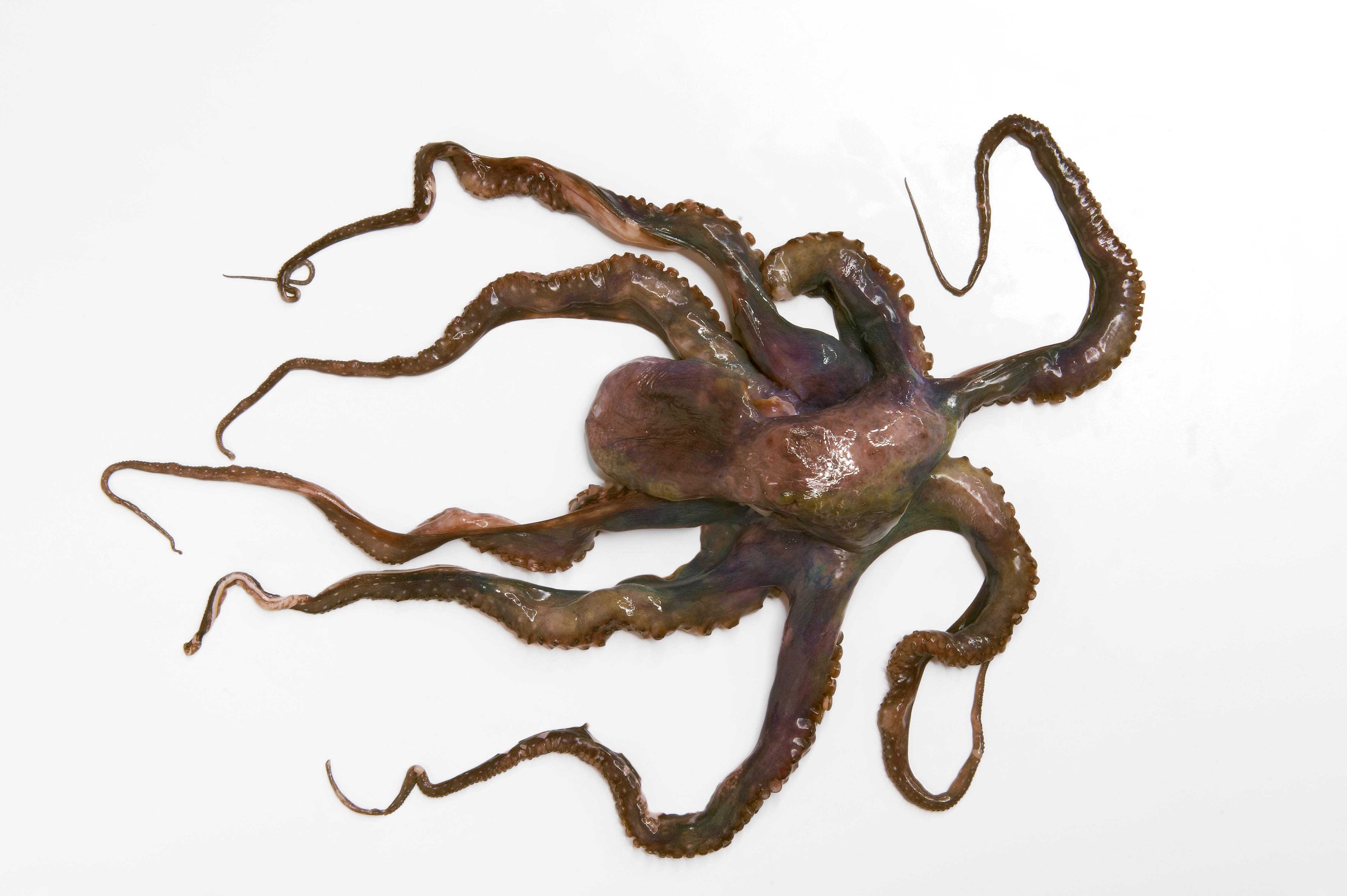 Panapesca Whole Clean Octopus, 2/4 Ball, 30 Pound