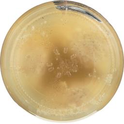 Product thumb gallery 4529479