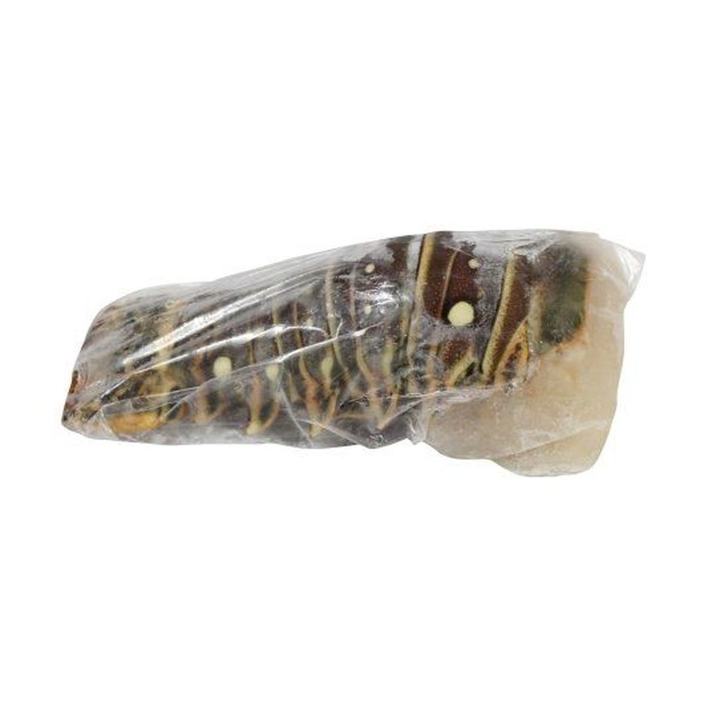 Island Queen 8 Ounce Warm Water Lobster Tail, 10 Pound