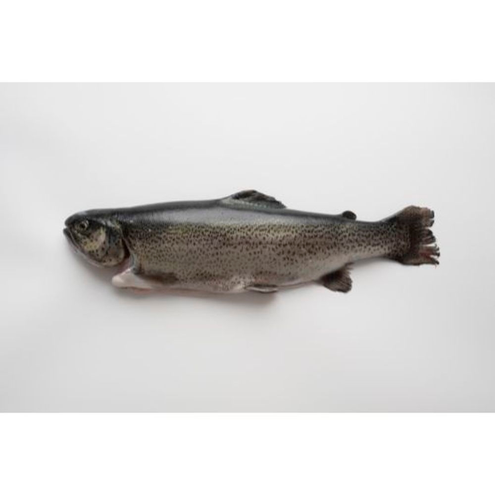 Riverence Provisions Dressed Rainbow Trout, 20 Pound Bag