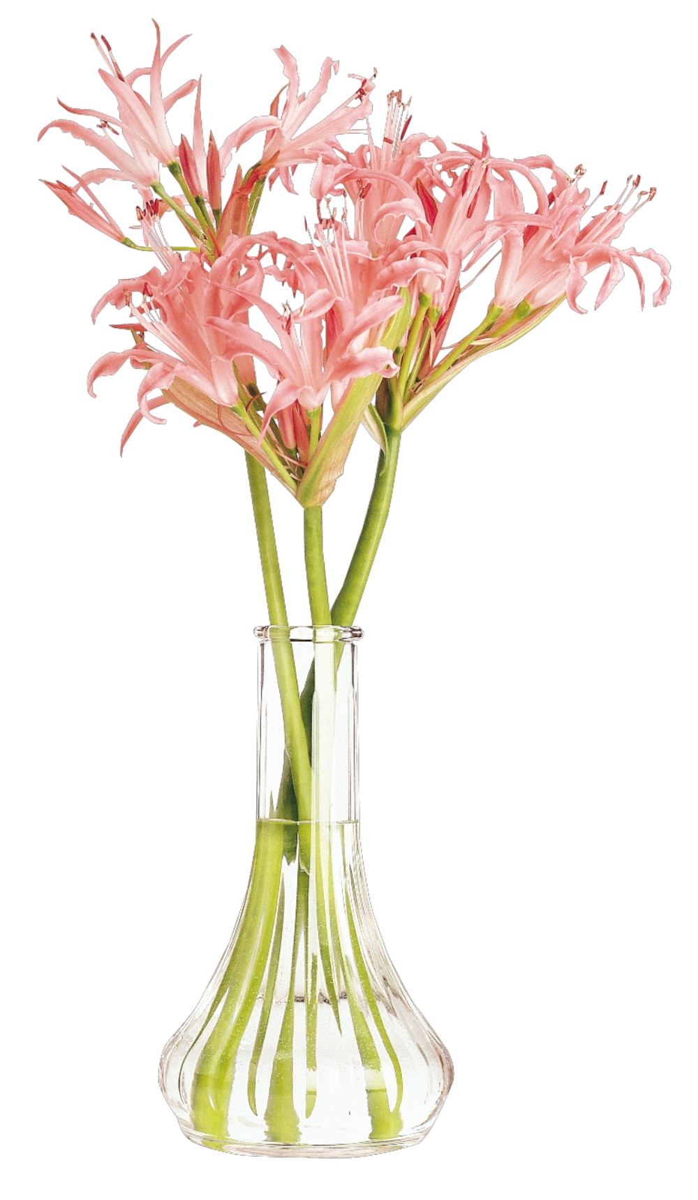 Cambro Plastic Bud Vase, Clear, 6 inch -- 12 per case.