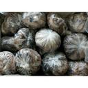 Commodity 2-4 Individually Poly Wrapped Whole Octopus, 30 Pound