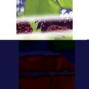 Sprayon SprayScents All Fruit Assortment Metered Air Freshener, 7 Ounce -- 12 per case