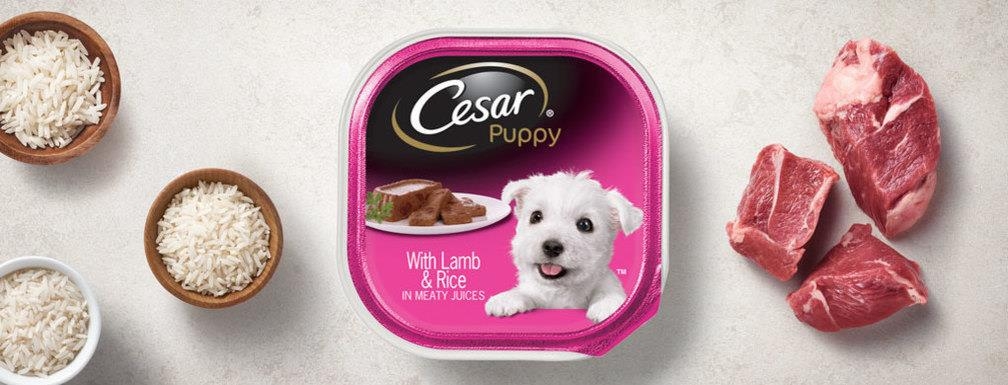 Cesar Puppy Canine Cuisine with Lamb and Rice Dog Food, 3.5 Ounce -- 24 per case.