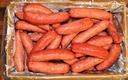 Syracuse Fully Cooked Jalapeno Smoked Sausage With Cheese, 3.2 Ounces per Link, 10 Pounds - 1 each
